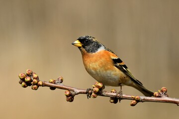 Brambling Fringilla montifringilla bird songbird wildlife nature predator cock o the north, beautiful animal mountain finch, animal, bird watching ornithology, flower bud fauna wildlife Europe