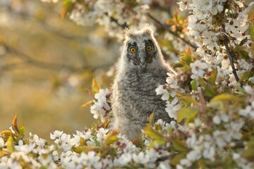 Long-eared owl Asio otus bird young northern long-eared owl feather dusty fluff wild nature lesser...