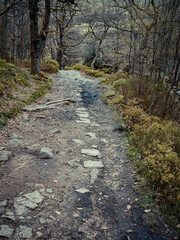 Stream in the forest. A little river stream running down some rocks, stone path between the forest trees. Moorland English scene.