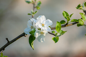 Kwitnące drzewo owocowe kwiaty jabłoni - obrazy, fototapety, plakaty