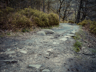 Stream in the forest. A little river stream running down some rocks, stone path between the forest trees. Moorland English scene.