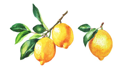 Lemon , lemon branch, set of lemons on a transparent background , citron, watercolor illustration, lime , fruit, lemons and leaves, citrus