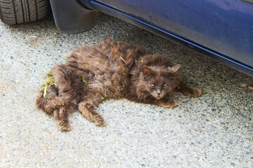 nder-Car Explorer Dusty Cat Amidst Plant Treasures. Under-Car, Explorer, Dusty Cat, Plant...