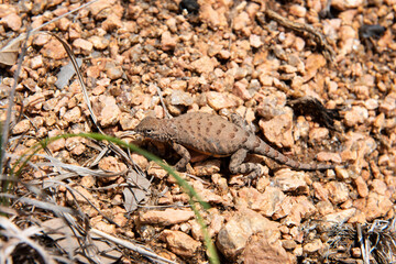 Lizard on granite gravel