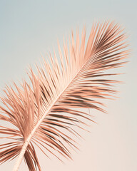 Obraz premium super clear photo of a ficus plant on a beige gray background сreated with Generative Ai