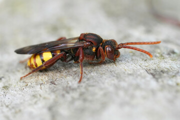 Closeup on a colorful flavous nomad bee, Nomada flava resting on a piece of wood