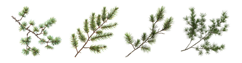 Pack of Pine Tree on Transparent background - Ai Generated - Powered by Adobe