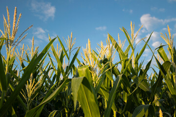 Agricultura de cereal, Plantação de Milho, Folhas, espigas e céu azul
