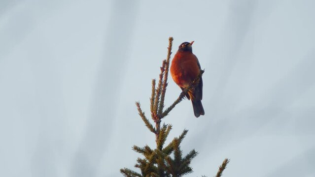 Wake up to the enchanting sights and sounds of nature with our serene stock footage, Morning Melody. American Robin Perched in a Tree.
