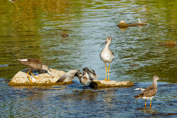 Shore birds on the river.