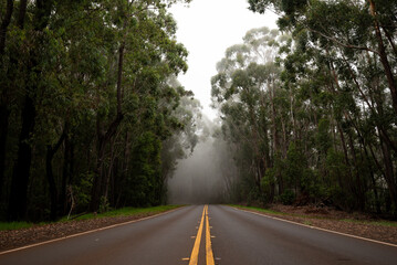 Highway im tropischen Wald. Straße in Amerika - obrazy, fototapety, plakaty