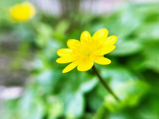 yellow flowers of herbaceous plant Spring Chistyak or Spring Buttercup close up