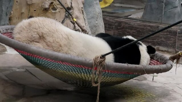 Close up Panda in Baoding, China