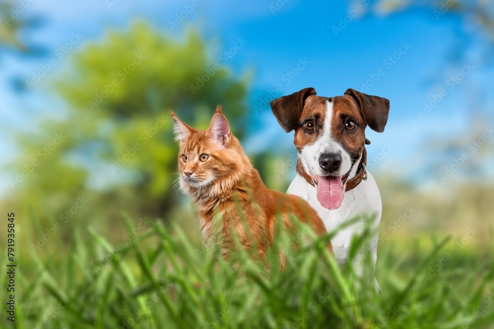 Poster small cute dog and cat together on grass