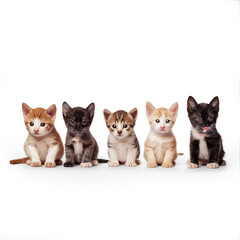 Cute pets domestic animals isolated on a transparent background 
