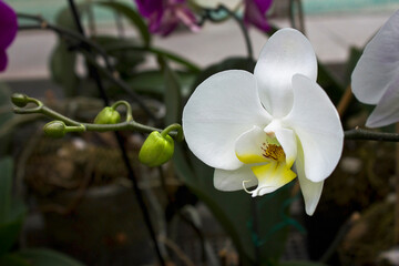 White orchid flowers close-up in the greenhouse