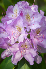 Lilac rhododendron flower close-up on a bush in a park