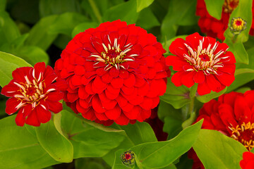 A close-up of a red zinnia flower growing in a garden bed