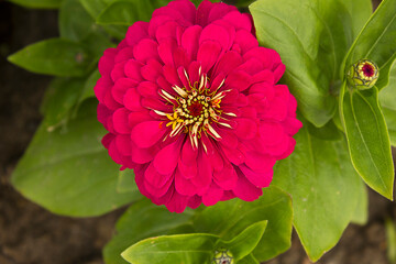 A close-up of a pink zinnia flower growing in a garden bed