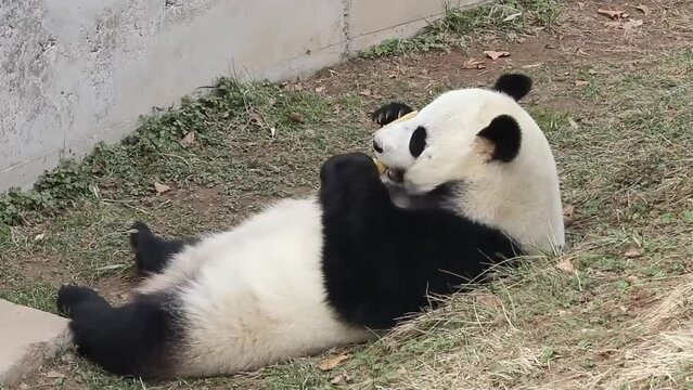 Close up Panda in Baoding, China