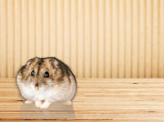 Obraz premium funny cute domestic hamster pet on background