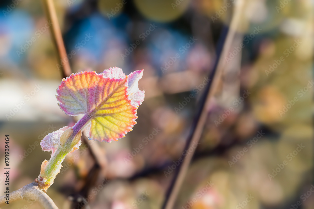 Sticker New growth on grapevine in early morning sun