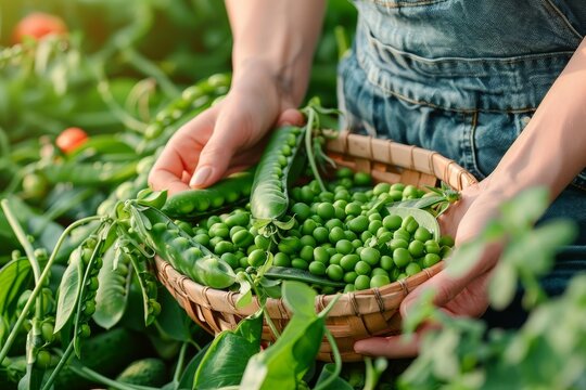 Farmer carefully gathers a bounty of vibrant green peas into a traditional basket amidst the field