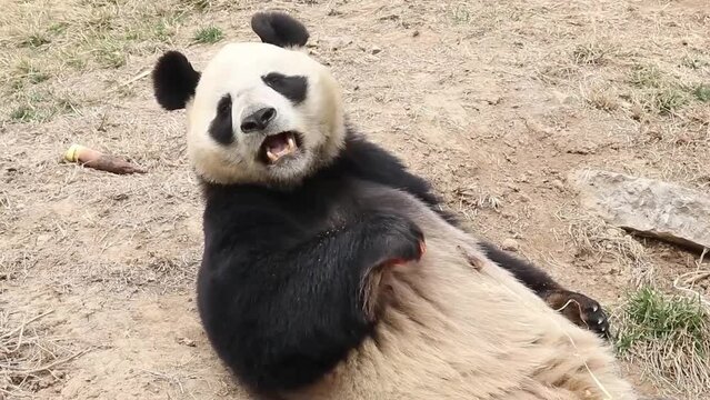 Close up Panda in Baoding, China
