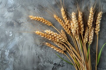 Close-up view of ripe golden wheat ears against a textured gray concrete background with a rustic feel
