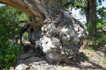 Large Burl on a Tree Trunk in Texas