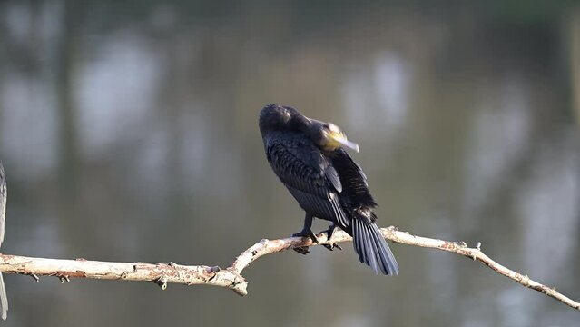 Cormoran qui se lave au soleil assis sur une branche
