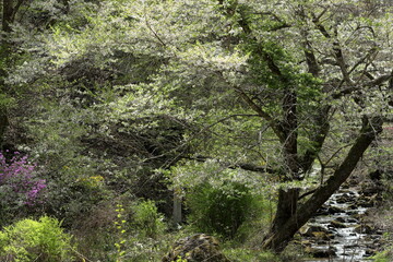 早春の山里の風景