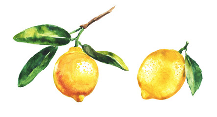 Lemon , lemon branch, set of lemons on a transparent background , citron, watercolor illustration, lime , fruit, lemons and leaves, citrus