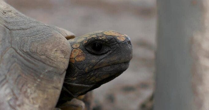 turtle close up in amazon Peru