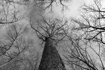 A black and photo of the tall bare tree in the woods.