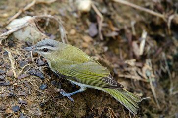 Red-eyed vireo