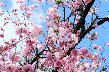 青い空に白とピンク色の桜の花びら
