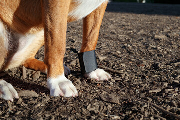Dog paw with bandage over broken dew claw. Close up of puppy dog sitting outside with wrapped foot....