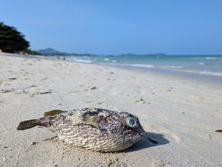 The dead puffer fish washed to the shore of Samui island in Thailand
