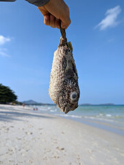 The dead puffer fish washed to the shore of Samui island in Thailand, held in hand for a close-up...