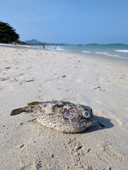 The dead puffer fish washed to the shore of Samui island in Thailand