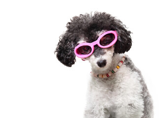 Funny dog with eyeglasses looking at camera and head tilted. Smart puppy dog with curious or...