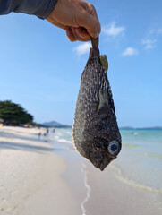 The dead puffer fish washed to the shore of Samui island in Thailand, held in hand for a close-up...