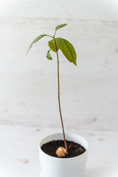 Sprouted avocado sprout in a pot on a light background.