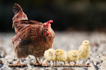 Mother hen with  baby chicks feeding