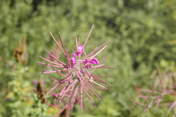 Wild Fireweed flowers blooming in front of defocused foliage. Pink or purple wildflower found...