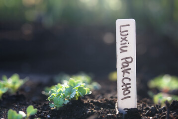Luxiu Pak Choi seedling in spring garden with name marker. Defocused background. bok choy plants before thinning. Leafy vegetables also known as Brassica rapa, pak choi or pok choi. Selective focus. - obrazy, fototapety, plakaty