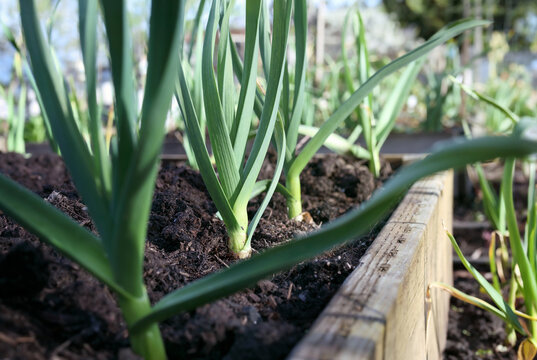 Many leeks growing in spring garden ready to be harvested. Group of large leek plants in raised garden bed. Known as scallion, green onion or  Allium porrum. Selective focus on one leek in the middle.