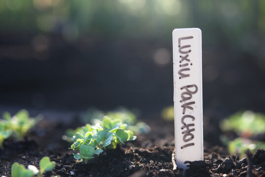 Luxiu Pak Choi seedling in spring garden with name marker. Defocused background. bok choy plants before thinning. Leafy vegetables also known as Brassica rapa, pak choi or pok choi. Selective focus.