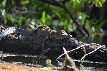 Alligator 